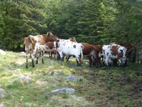 Synesvarden - unsere Begleiter