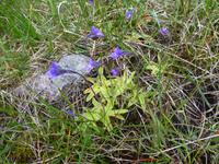 Synesvarden - Echtes Fettkraut