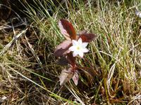 Synesvarden - Europäischer Siebenstern