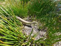 Synesvarden - Blindschleiche