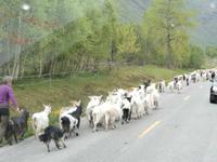 Ziegenherde in Norwegen