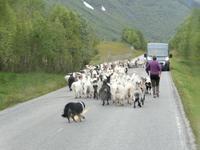 Ziegenherde in Norwegen