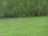 Unser Elch in Norwegen