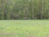 Unser Elch in Norwegen