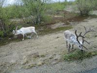 Rentiere in Nordfinnland