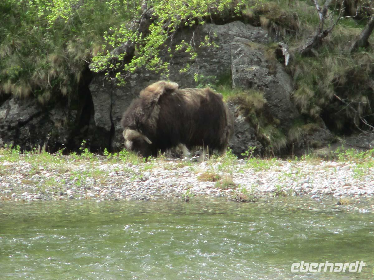 Moschusochse im Drivatal
