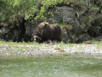 Moschusochse im Drivatal