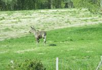 Elch bei Norkjosbotn