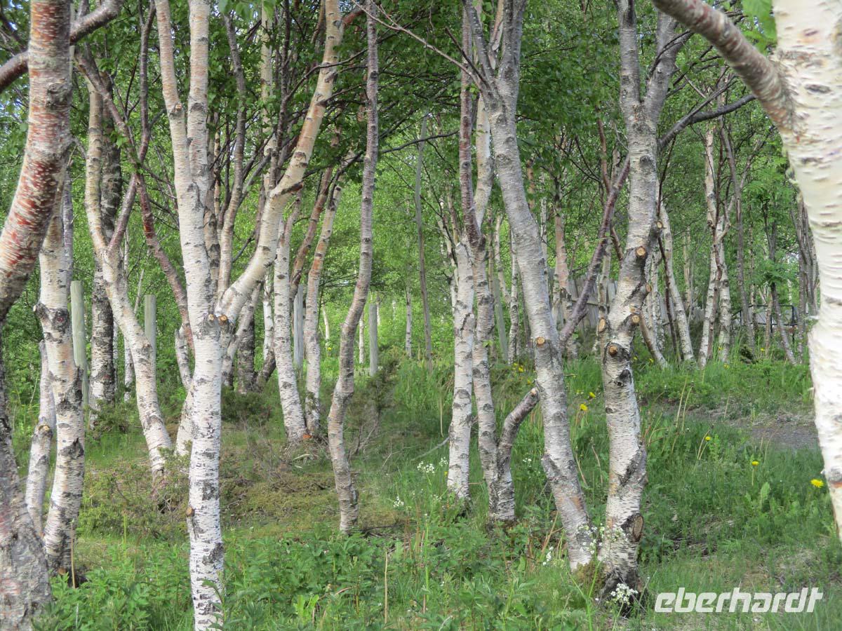 Birkenwald am Saltstraumen