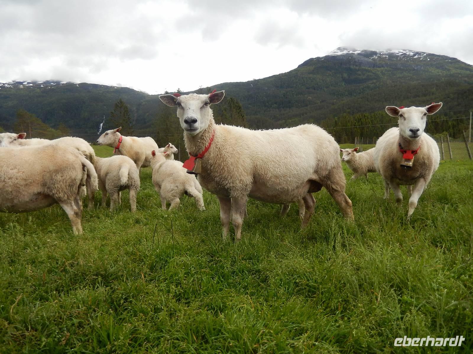 T4 Wer beguckt hier wen - das ist hier die Frage2.