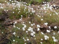 Wollgras in Norwegen