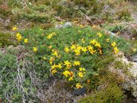 Atlantikstraße in Norwegen-Pflanzenvielfalt