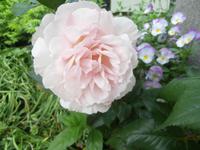 Molde-die Stadt der Rosen