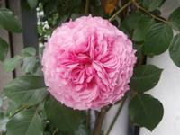 Molde-die Stadt der Rosen