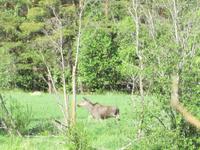 Elch im Gudbrandstal