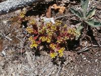 Pflanzenvielfalt im Ottadalen