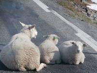Schafe auf dem Sognefjellvegen