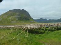 Lofoten - Stockfischgestelle