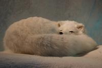 Hardangervidda Naturzentrum, Eidfjord, Norwegen
