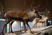Hardangervidda Naturzentrum, Eidfjord, Norwegen