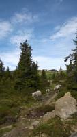 Auf der ersten Wanderung bei Lillehammer