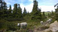 Auf der ersten Wanderung bei Lillehammer