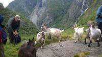 Ziegen im Aurlandsdal