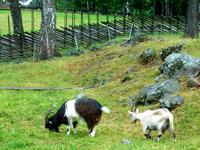 Freiluftmuseum Maihaugen