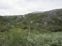 Hütten im Fjell