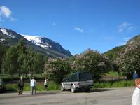 der Flieder blüht hier später