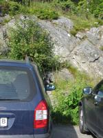 diebische Elster bei Einbruchsversuch