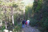 Morgendliche Waldwanderung