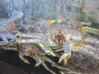 Lebende Krebse in der Fischhalle