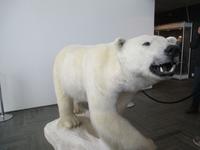 Eisbär im Universitätsgebäude