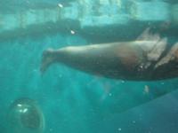 Glastunnel im Polarium mit Robben