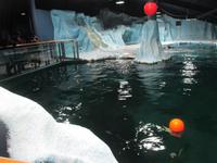 Wasserbecken mit Bartrobben