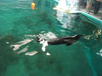 Wasserbecken mit Bartrobben