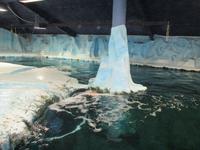 Wasserbecken mit Bartrobben