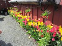 Frühlingsblumen am Museum
