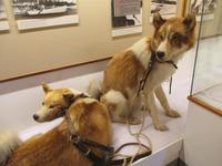 Im Polarmuseum von Tromsö