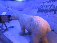 Im Polarmuseum von Tromsö