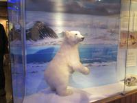 Im Polarmuseum von Tromsö