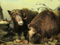 Im Polarmuseum von Tromsö