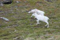 Rentiere in der Finnmark