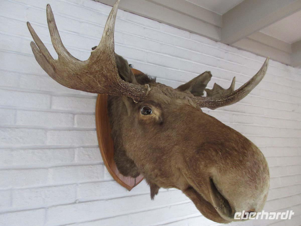  Auch in Noresund gibt es Elche