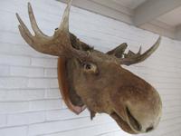  Auch in Noresund gibt es Elche