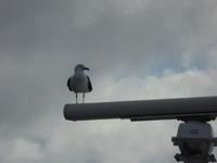 Möwe an Bord