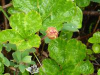 043-Hjemmeluftmuseum-Moltebeere