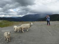 Fotostopp mit Schafen
