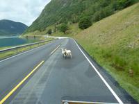 einheimische Tierwelt